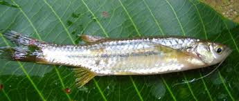 Darkina Fish